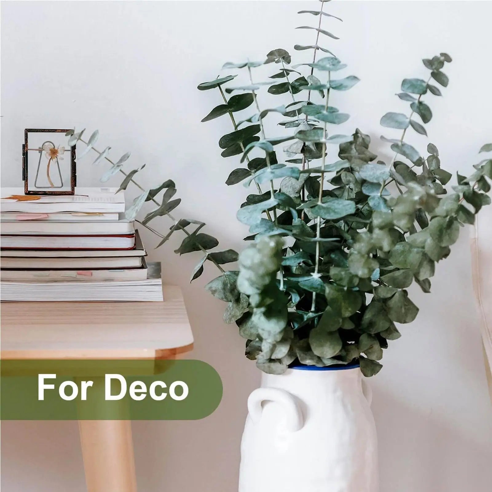 Eucalyptus Silver Dollar Leaf Bundle | Shower Hanging & Bathroom Greenery Decor